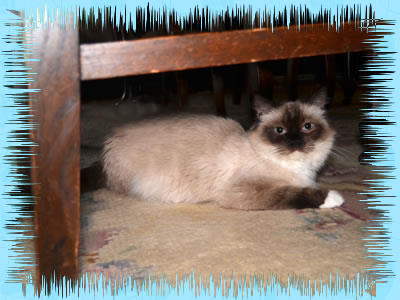 dandy ragdolls