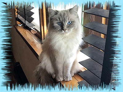 dandy ragdolls