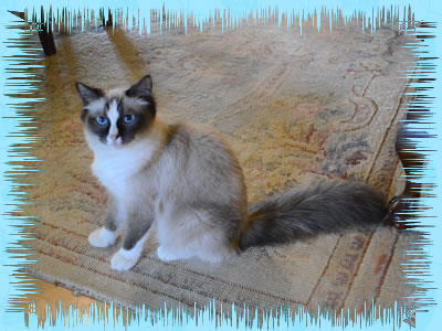 dandy ragdolls