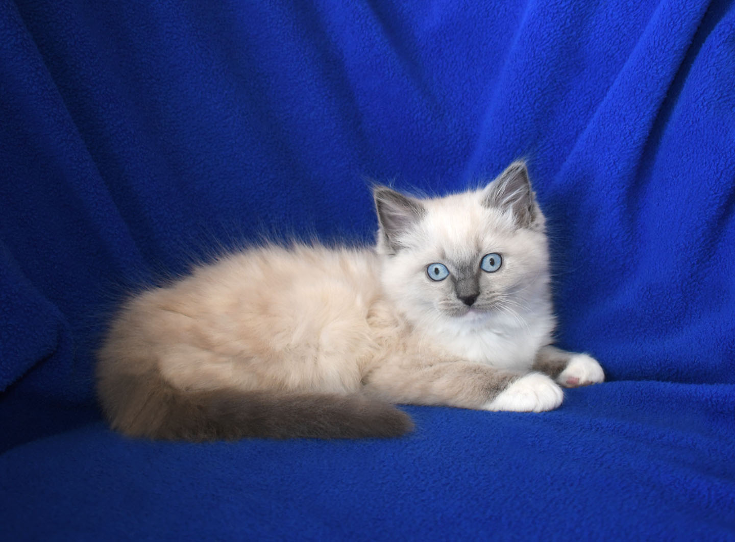 Ragdoll kittens, TICA registered, tradionals, mink, seal, blue, solids, Ragdoll  kittens for sale