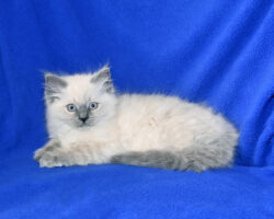 Available Ragdoll Kitten for sale Baldwin WI