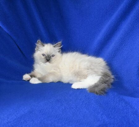 Available Ragdoll Kitten for sale Baldwin WI