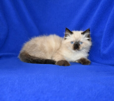 Available Ragdoll Kitten for sale Baldwin WI