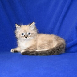 Available Ragdoll Kitten for sale Baldwin WI