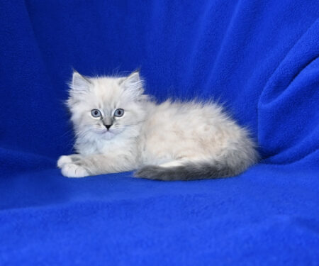Available Ragdoll Kitten for sale Baldwin WI